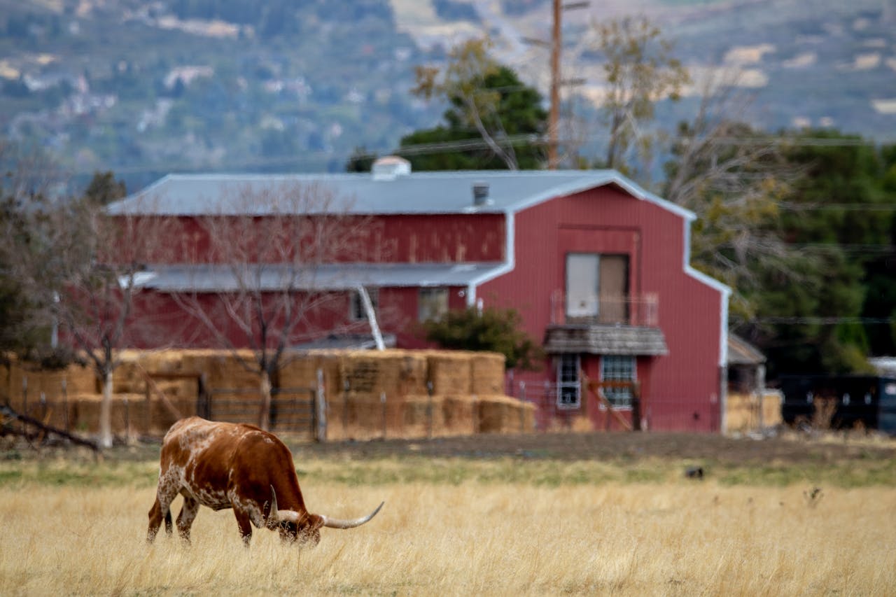 A Texas Longhorn grazes near a rustic red barn amidst scenic rural countryside.